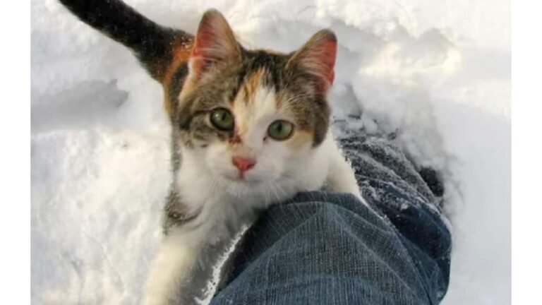 Michigan Man Notices A Trembling Cat By The Roadside And His Heart Sinks When He Approaches
