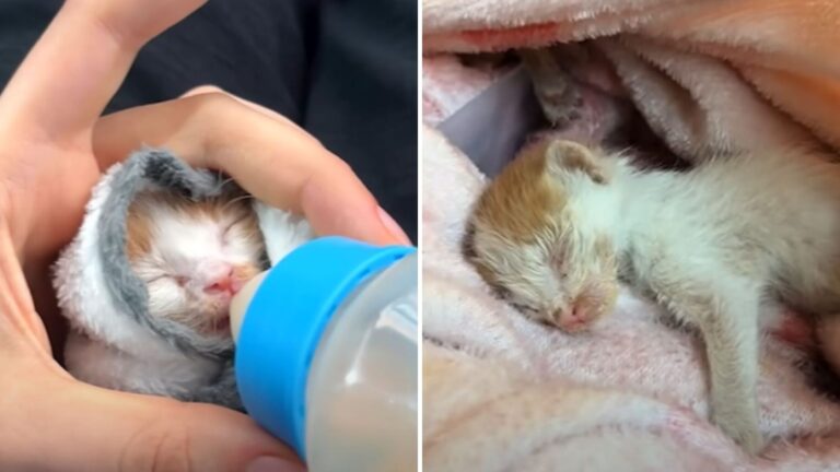 Chicago Shop Owner Hears Noise From Dumpster And Finds Tiny Furbabies Shaking On Cardboard