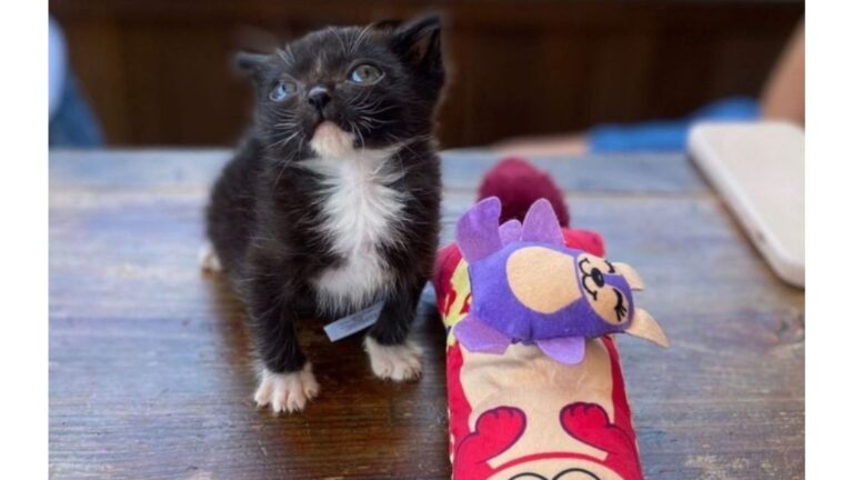 Sick Kitten Shivering On A Sidewalk In LA Had Almost Given Up, But Then His Hero Arrived