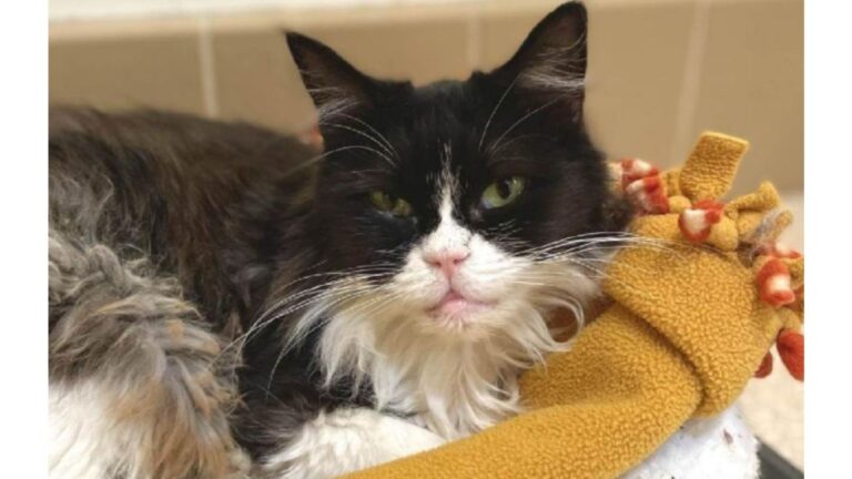 After Years Of Struggle On Louisiana Streets, Sick Cat Finally Gets To Rest In Safety