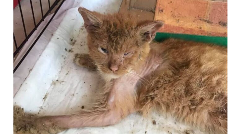Florida Woman Finds Cat In One Of The Worst Shapes She’s Ever Seen And Takes Immediate Action