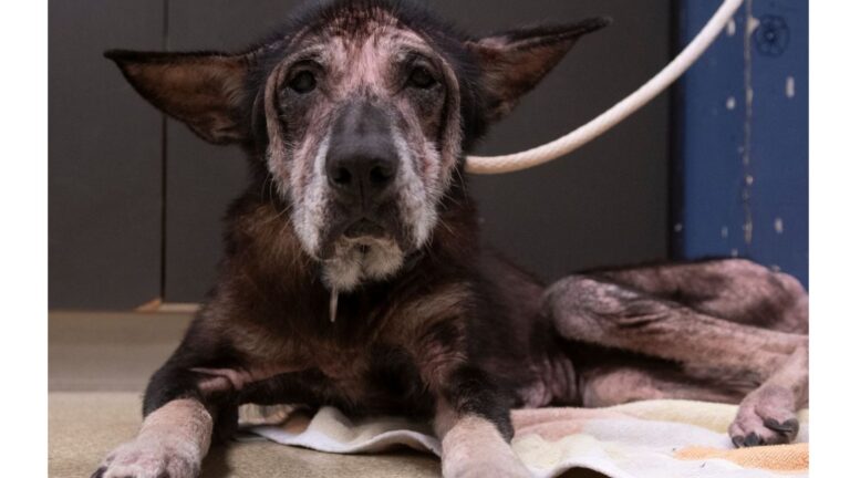 Senior Dog Arrives At Missouri Shelter And Leaves Everyone Silent In Shock