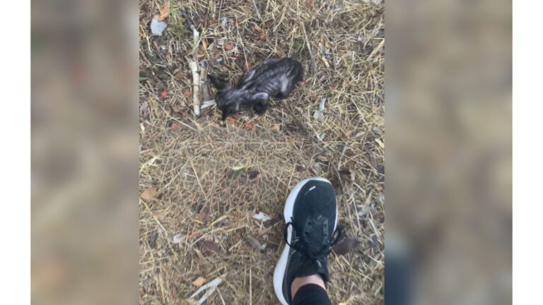 California Woman Notices Tiny Skeleton Creature Hidden In The Bush And Walks Toward It