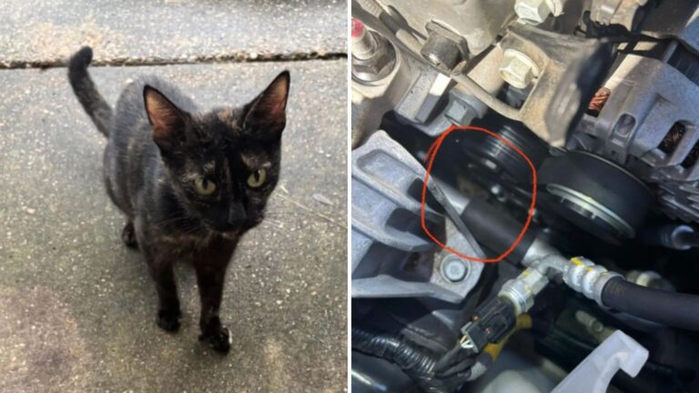 Mississippi Woman Tries To Rescue Cat Family In The Woods, But Mama Cat Has A Plan Of Her Own