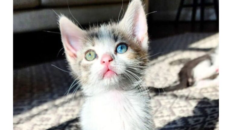 DC Kitten With Mismatched Eyes Goes Viral And Has Everyone Completely Obsessed