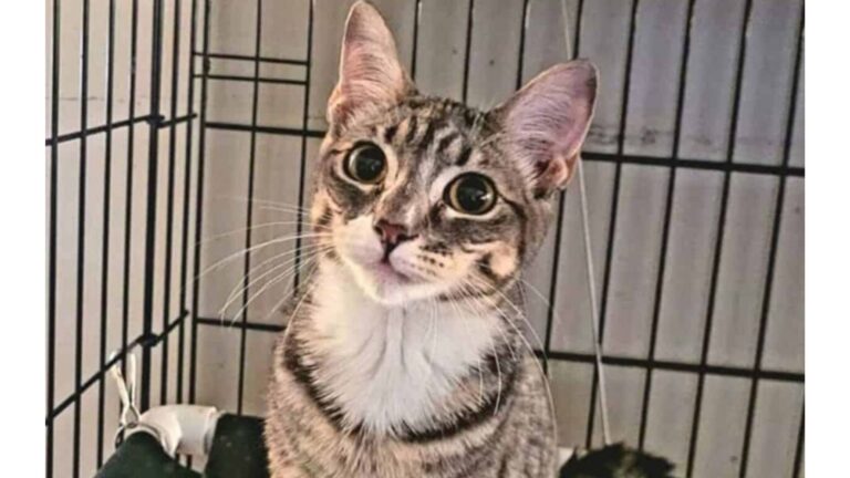 NY Shelter Staff Left Stunned After Tiny Kitten Is Stolen In The Middle Of An Adoption Event