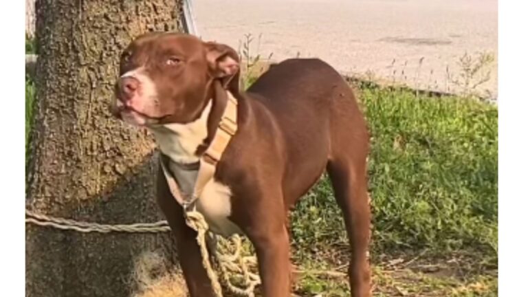 St. Louis Residents Notice A Dog Under A Tree And Get A Feeling They Should Take Another Look