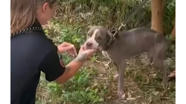 Starving Dog Tied In Ohio Woods Can’t Contain Her Joy When A Friendly Face Finally Appears