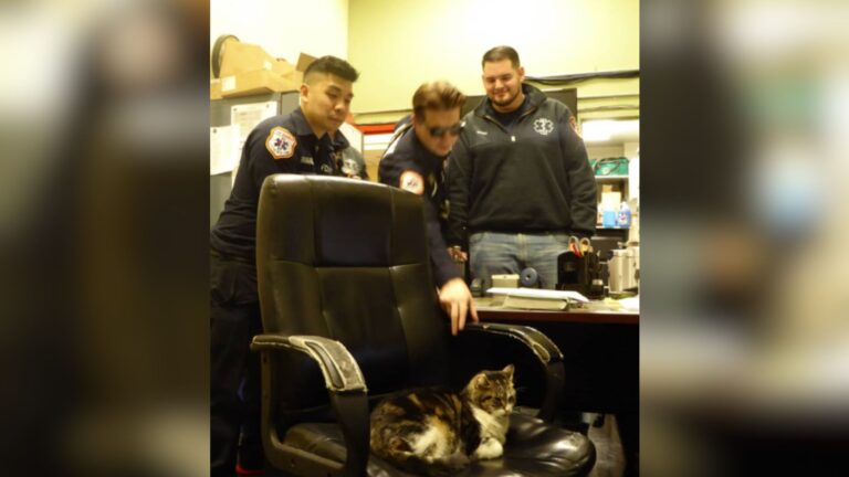 Lonely Stray Cat’s Life Changes The Moment She Steps Into A NY Fire Station