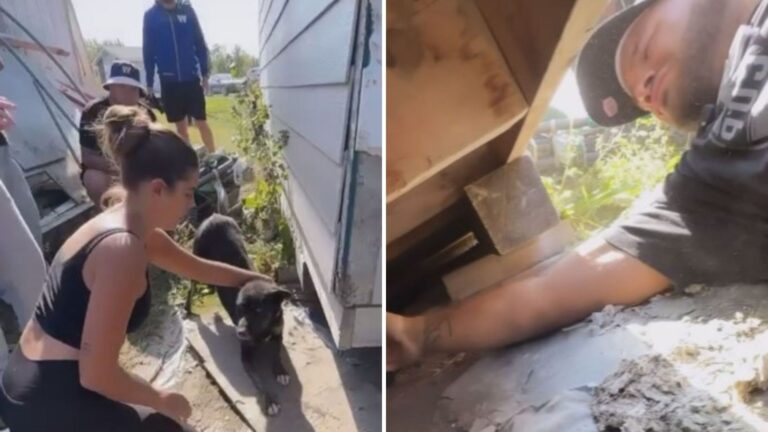 Michigan Couple Follows Stray Dog And Finds Something Incredible Beneath A House