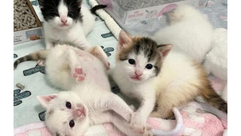 Philadelphia Mama Cat Too Sick To Nurse Leaves Newborn Kittens In Critical Condition