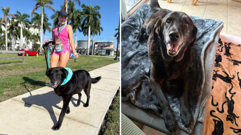 Florida Teacher Gives Shelter’s Oldest Dog A Weekend Sleepover And His Life Changes Forever
