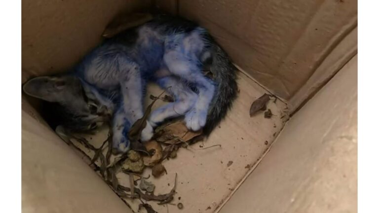 Texas Man Checked A Box Left Next To Trash And What Was Looking Back At Him Left Him Frozen