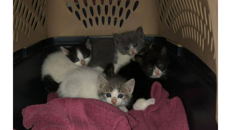 Ohio Woman Stumbles Upon 5 Helpless Kittens In Old Pig Pen And Steps In To Save Them