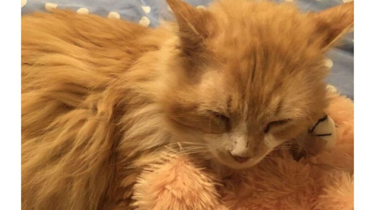 North Carolina Cat Walks 12 Miles To Reunite With His Family, Only To Face A Shocking Reality