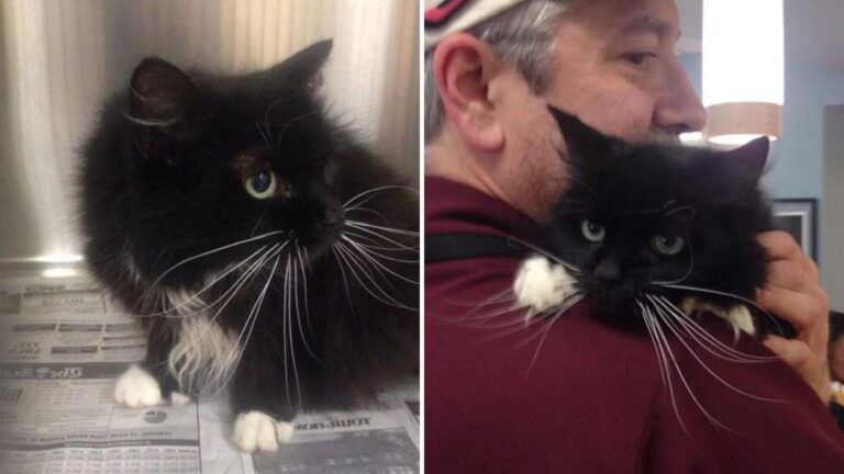 South Carolina Cat Gave Her Family 18 Years Of Love, Only To Be Abandoned For A Bizarre Reason