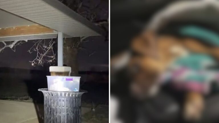 Trucker Spots A Box Sitting On A Trash Can In Missouri And Freezes When He Realizes It’s Moving
