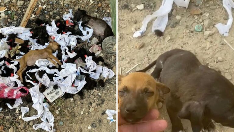 Colorado Local Makes A Heartbreaking Discovery On A Pile Of Trash And Can’t Look Away