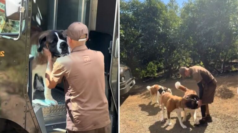 California UPS Driver Runs Into Giant St. Bernards And Their Hilarious “Negotiation” Goes Viral