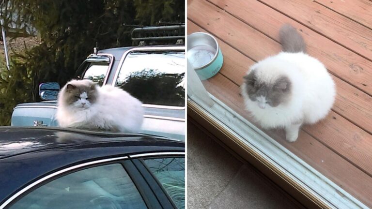 Ragdoll Cat Abandoned By Family Wanders Virginia Neighborhood Looking For Kind Hands To Help Him