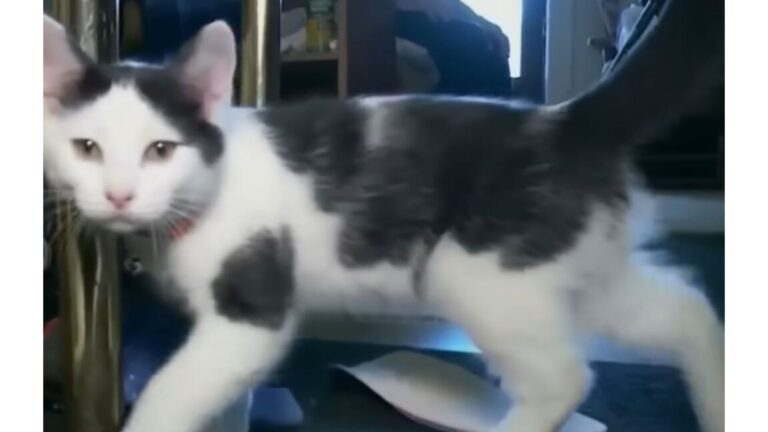 Cat’s Incredible Act Saves Michigan Veteran After He Falls In The Shower