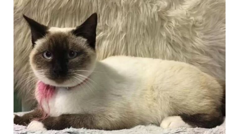 Cat Shows Up At Illinois Shelter Wearing A Pink Collar And A Heartbreaking Note Attached To It