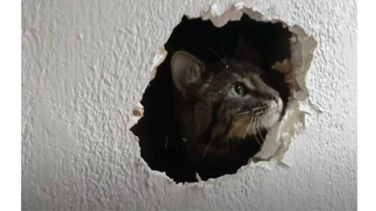 Cat Wedged Deep Inside Wall For Days Sparks Urgent Rescue Mission In California