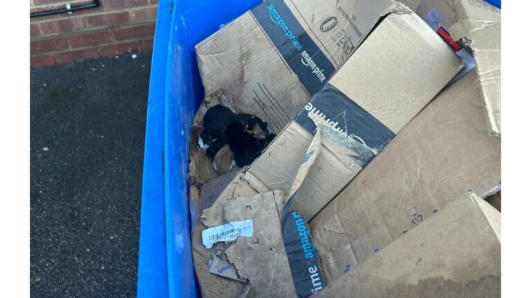Waste Collectors Approach A Trash Bin In Ohio And The Next Moment Leaves Them Horrified