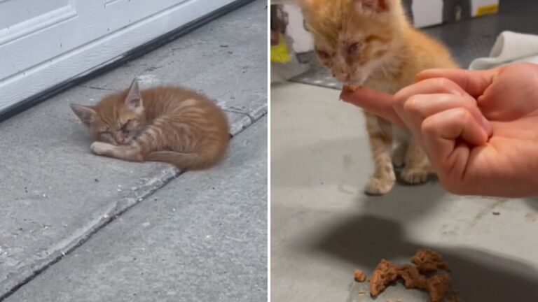Florida Couple Rescues Kitten Curled Up In Their Driveway, Then Learns Something Devastating