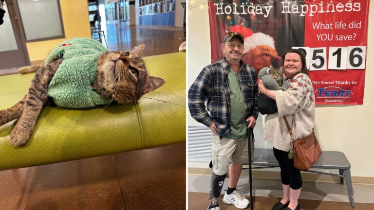 Three-Legged Cat And His Amputee Dad From Virginia Prove That Some Bonds Are Meant To Be