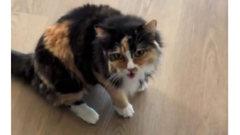 Woman Adopts Deaf Cat From LA Shelter, Then Notices Something Very Strange About Her