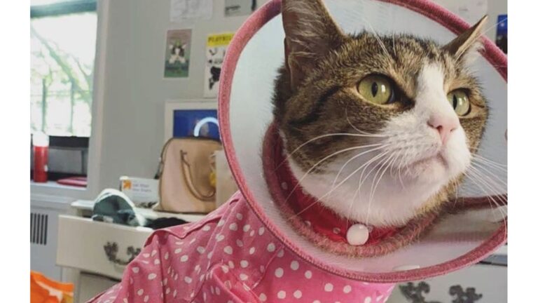 NY Woman Adopts Cat With Rare Condition And Turns Her World Into Something Extraordinary