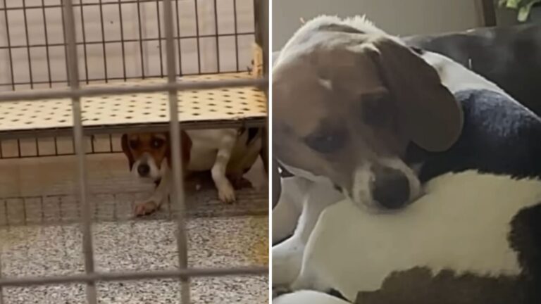 California Woman Adopts Former Lab Test Dog With Emotional Scars And Gives Her A Brand New Life