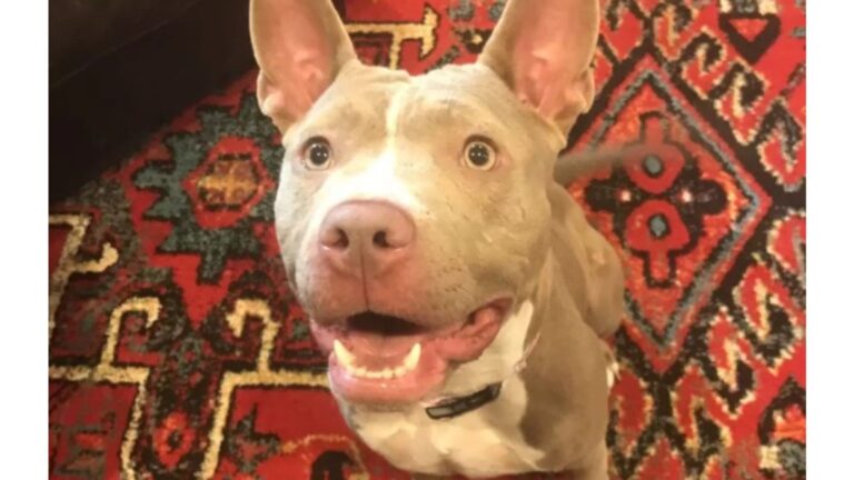 Woman Adopts Two Dogs From Philadelphia Shelter, Then Realizes She Made One Big Mistake
