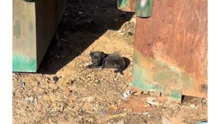 Mississippi Woman Checks Behind Dumpster And What She Finds There Leaves Her In Tears