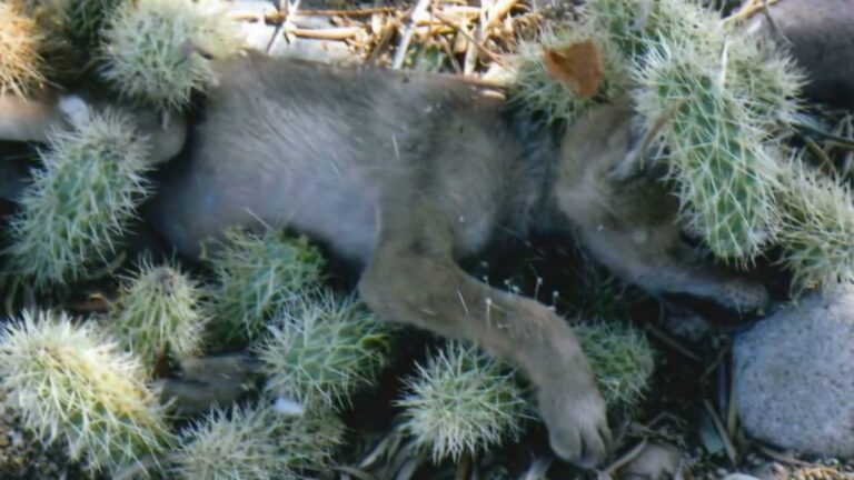 Arizona Woman Spots A ‘Puppy’ In Her Cactus Pot, Then Gasps When She Learns What It Actually Is
