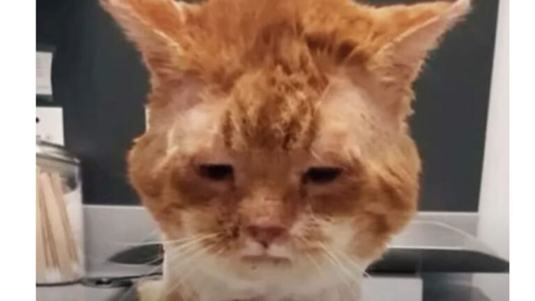 NY Woman Hears Scratching Outside And Finds An Elderly Cat Shivering At Her Door