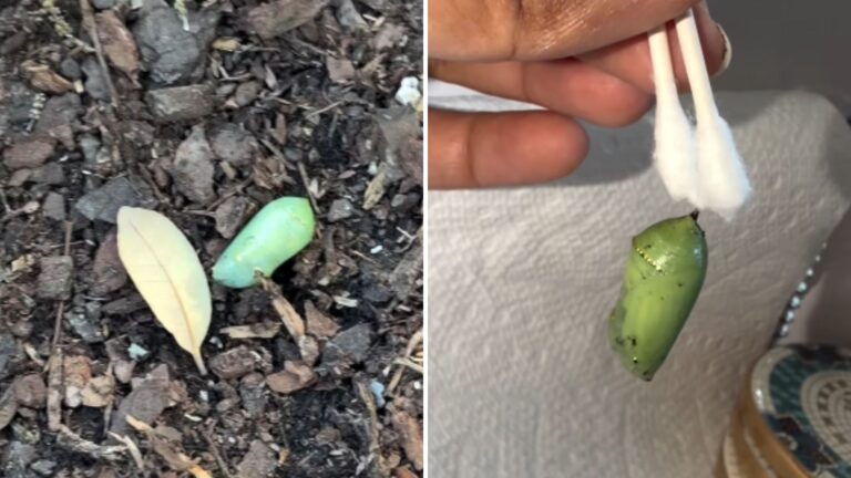 Texas Woman Came Across Green Lump In Her Garden And What Happened Afterward Was Unforgettable