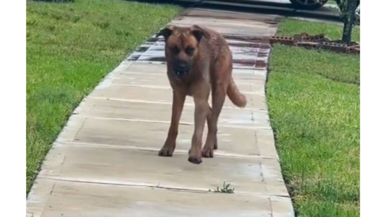 Texas Woman Finds Soaked Dog Wandering Her Neighborhood, But The Next Morning Brings A Surprise