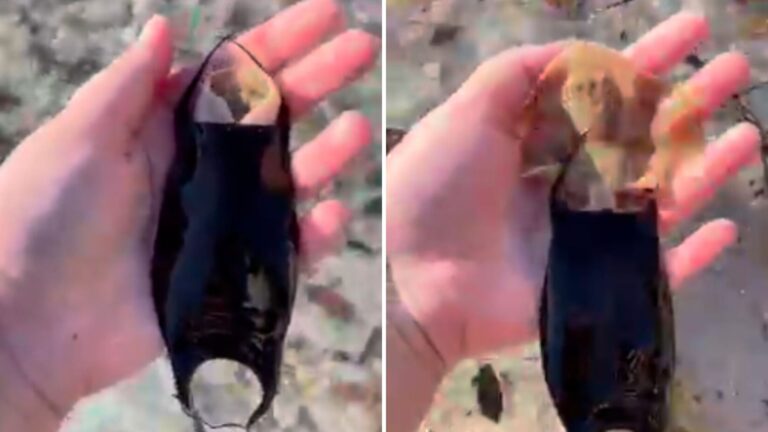 Photographer Picks Up Mysterious Object On Florida Beach And Realizes It’s Something Incredible
