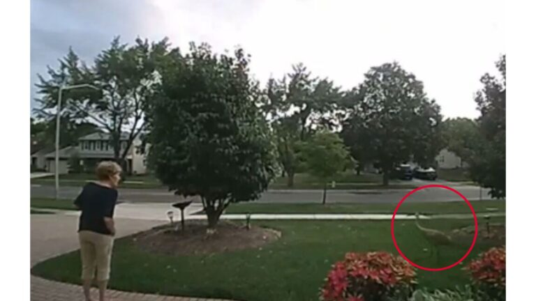 Chicago Woman Stops To Help Giant Bird On The Street And Instantly Regrets It