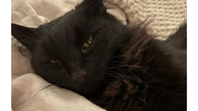 Arizona Woman Finds A Shivering Cat At Her Door, Then Quickly Realizes What He Wants