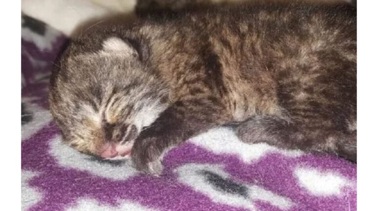 North Carolina Woman Finds Tiny Bobkitten Crying For His Mom, Then Something Incredible Unfolds