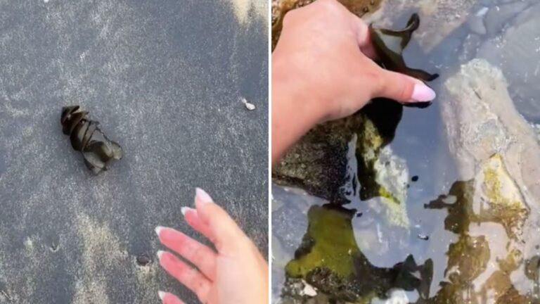Woman Picks Up Strange Spiral Shape On California Beach And Realizes It’s Something Incredible