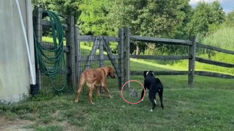 Dogs Barking For 20 Minutes Leads New Jersey Woman To A Little Surprise In Her Yard
