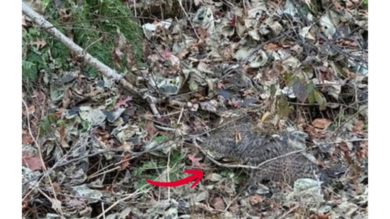 Dog Leads Woman To Leaf Pile In Pennsylvania Woods, Then She Notices A Tiny Movement Under It