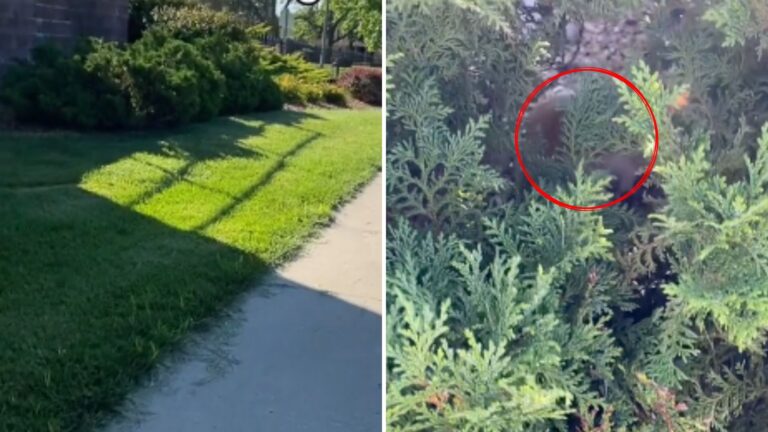 Missouri Woman Heard Tiny Cries From Bushes, And What She Found Inside Was Impossible To Ignore