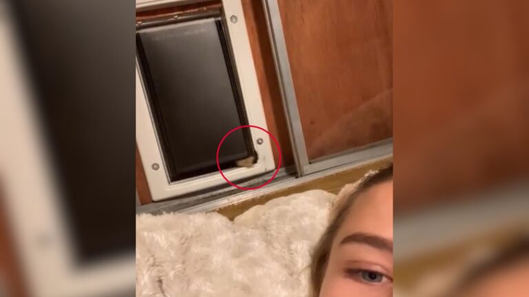 Ohio Woman Installs Cat Door, Then Comes Face-To-Face With A Shocking Guest In Her Bed
