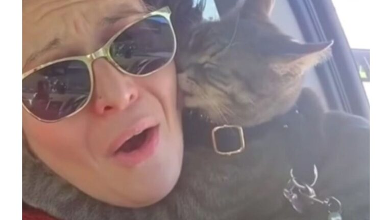 Random Cat Jumps Into Ohio Woman’s Car And Leaves Her Completely Speechless