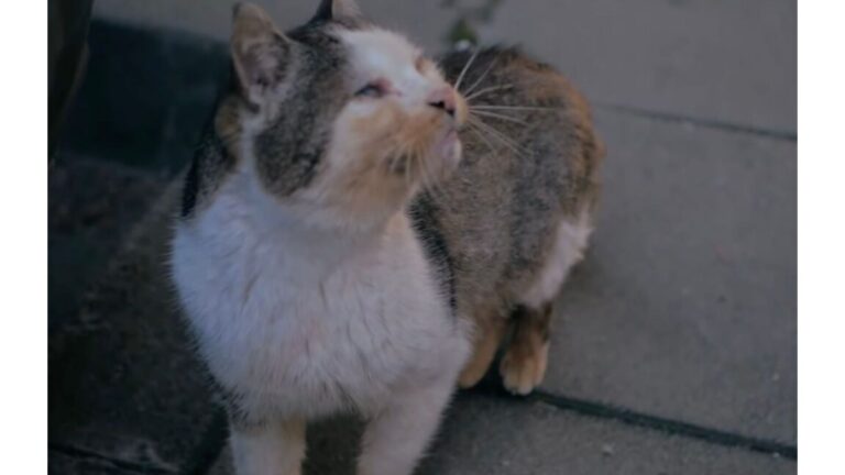 Florida Woman Finds Starving Feral Cat Staring At Her As If Begging Her Not To Walk Away